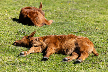 Wall Mural - Brown calves lying and sleeping in the grass. Cattle breeding and reproduction.