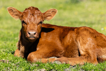 Wall Mural - Young cow lying on grass in the field.