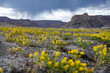 © Bisual Studio/Stocksy - Stormy day at desert landscape