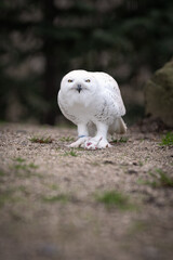 Canvas Print - Snowy owl on gravel with a rat.