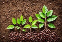 A Plant Growing Out Of A Pile Of Coffee Beans, Symbolizing The Growth And Development Of A Business.