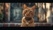Feline Fashion: Stylish Orange Cat Wearing a Necklace