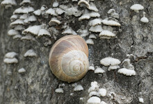 A Shell Snail On A Dead Tree Bark In Spring