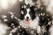 dog border collie senior beautiful spring portrait with blooming trees