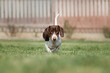 piebald dachshund dog running on green grass photo of pets on a walk outside