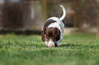 piebald dachshund dog walking on the lawn and sniffing the grass spring pet photos