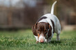 piebald dachshund dog walking on the lawn and sniffing the grass spring pet photos