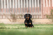 dachshund dog sits in the sun in the yard on a green lawn