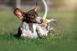 piebald dachshund dog holding a yellow dandelion in his teeth funny photos of pets on a walk outside