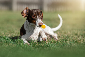 Wall Mural - piebald dachshund dog holding a yellow dandelion in his teeth funny photos of pets on a walk outside