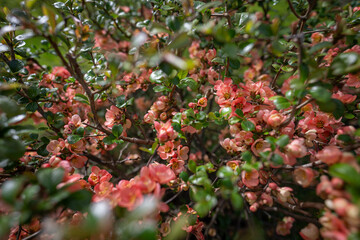 Wall Mural - Pink decorative quince flowers on a twig.