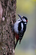 Great spotted woodpecker, Dendrocopos major, poses in a tree, the bird sits on a tree and knocks on the tree, builds a hole in the tree. A bird that has a very blue beak and can make a hole in a tree