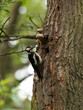 Great spotted woodpecker, Dendrocopos major, poses in a tree, the bird sits on a tree and knocks on the tree, builds a hole in the tree. A bird that has a very blue beak and can make a hole in a tree