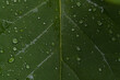 © Luis Herrera/Stocksy - closeup of leaf with water drops
