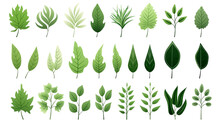 Big Set Natural Of Tropical Green Leaves Of Leaf Isolated On White Background, Varies Different Of Plant Botanical Vector Illustration.