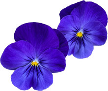 Summer Pansy Flowers Isolated