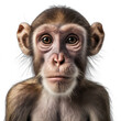 Monkey isolated on transparent background, png transparent background, closeup