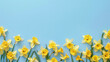 Cheerful springtime daffodils on blue background