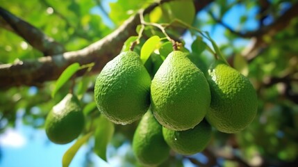 The green young avocado fruit is still on the tree in the nature background.