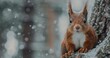 Smiling Red Squirrel Amidst Snow-Covered Trees