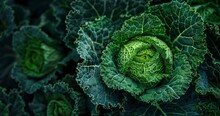 Detailed Texture Background Of Green Kale Cabbage