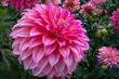 pink dahlia flower in the garden