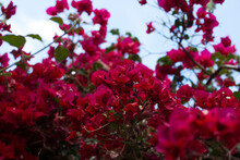 Photograph Of Red Bougainvillea With Light Blue Sky In The Background.