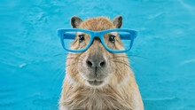 A Capybara Wearing Cool, Shiny Blue Sunglasses. The Background Is Turquoise Blue, Contrasting With The Grayish-brown Color Of The Capybara's Coat And Making It Stand Out. Concept For Summer.