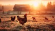 Rooster leading hens at sunrise in a farm - A majestic rooster leads his flock in the warmth of sunrise, depicting rural farm life in an idyllic setting