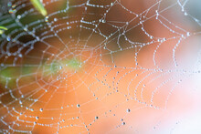 Dewy Spider Web Macro
