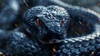 Closeup Black Snake Reptile