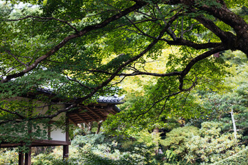 Ancient Tree Over Traditional Architecture