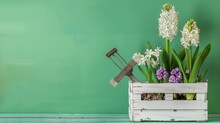 Hyacinths And Gardening Tools In A White Crate - White And Purple Hyacinth Flowers In A White Crate With Vintage Gardening Tools Displayed On A Green Painted Surface Depicting Gardening Hobby