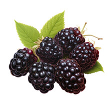 Illustration Of Blackberry, Isolated On Transparent PNG Background, Generative Ai