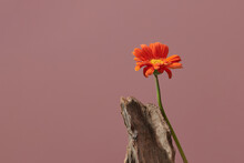 Beautiful Gerbera Red Daisy Flower On Pink Background