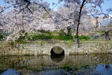 Fototapeta Kwiaty - cherry blossom in the water
