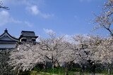 Fototapeta Kwiaty - cherry blossom