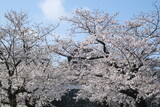 Fototapeta Kwiaty - tree in bloom