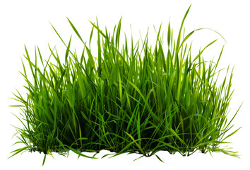 A patch of green grass is shown, cut out - stock png.