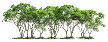 A Row Of Trees With Green Leaves, Cut Out - Stock Png.