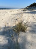 Fototapeta Lawenda - Wydma na plaży nad Bałtykiem