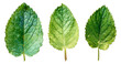 Three leaves are shown in a row, with the middle one being the largest, cut out - stock png.