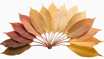 autumn leaves fan out and form a gradient of color from yellow to red isolated on white