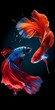 Two colorful betta goldfish dancing in a mystical underwater world