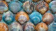 Array of Seashells Lined Up