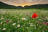 Fototapeta Natura - Spring camomile meadow in mountain on the sunset