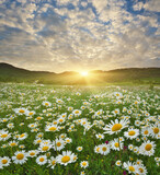 Fototapeta Natura - Spring camomile meadow in mountain on the sunset.