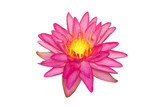 Fototapeta Dziecięca - Blooming Pink Nymphaea, Water Lily Flower Isolated on White Background with Clipping Path
