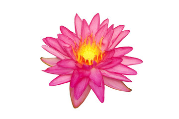 Wall Mural - Blooming Pink Nymphaea, Water Lily Flower Isolated on White Background with Clipping Path