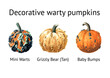 Decorative warty pumpkins set. Mini Warts,  Grizzly Bear,  Baby Bumps. Watercolor hand drawn illustration isolated  on white background